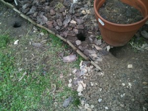 Rat Holes In Yard of Resident Behind Restaurant