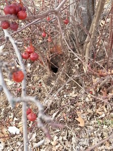 Rat Burrow, Eastern Market Metro Plaza Planting Circle, February 7, 2014