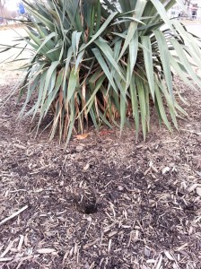 Rat Burrow, Eastern Market Metro Plaza Planting Circle, February 7, 2014
