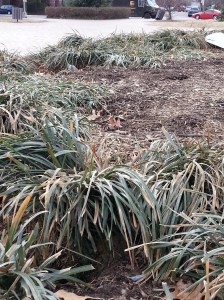 Rat Burrow, Eastern Market Metro Plaza Planting Circle, February 7, 2014