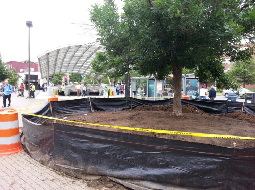 Results of ANC6B Initiative Against Eastern Market Rat Population