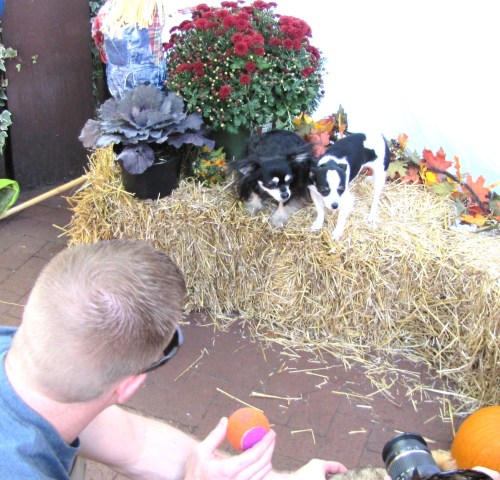 Howl to the Chief's Main Attraction