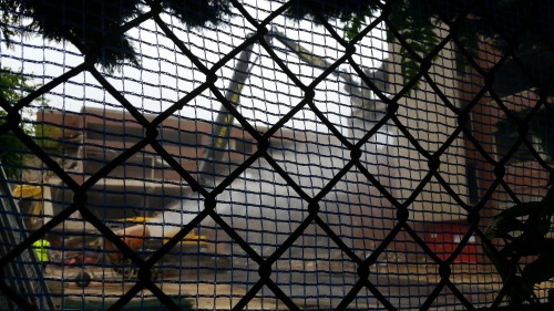 View of demolition of Hine Jr. High School, facing southeast.