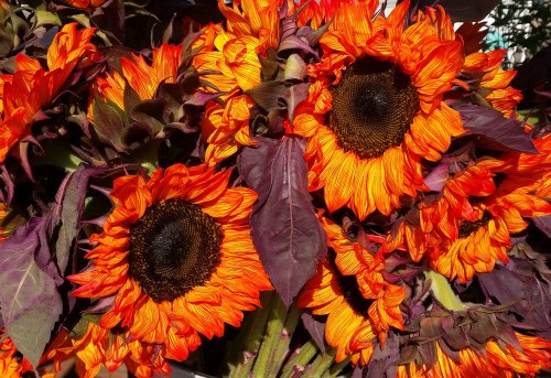 Eastern Market Outside Vendor Stall, c. 5:00pm, Saturday, June 6