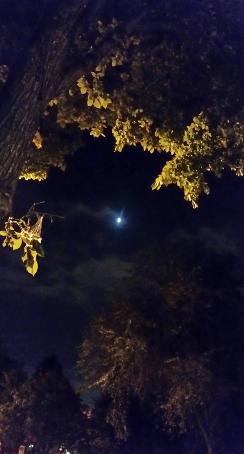 The clouds opened up after all to allow a view of the Lunar Eclipse from Capitol Hill tonight