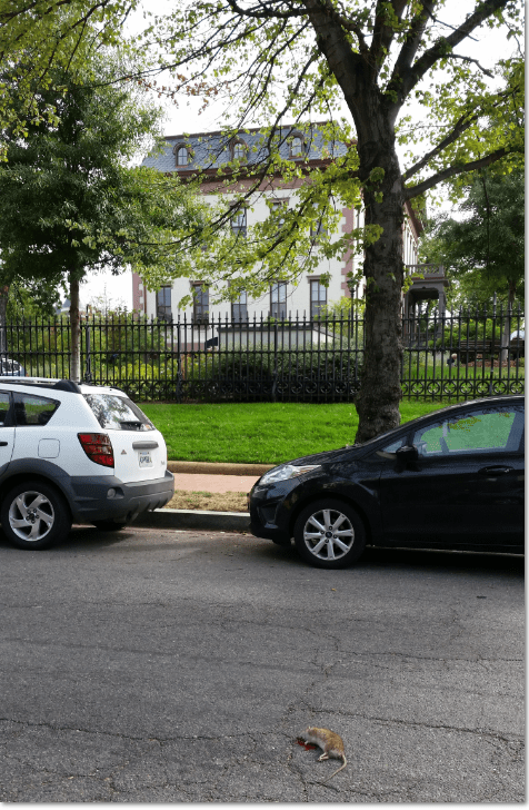 Road kill two weeks ago on 9th Street near Hill Center