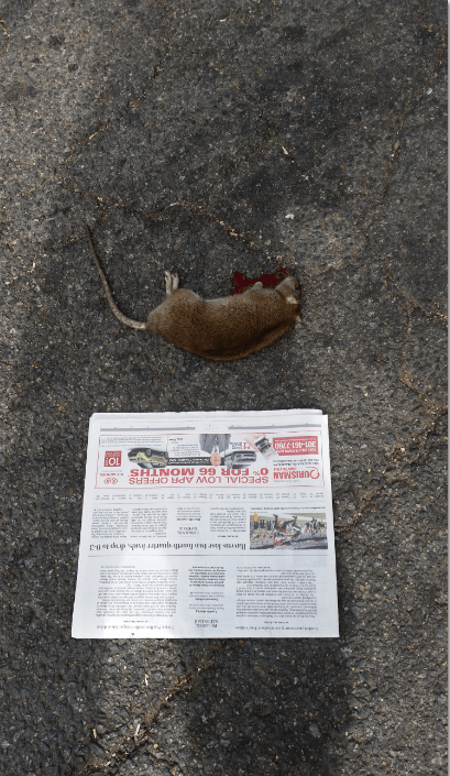 The rat in the previous picture alongside a section of the Washington Post, for scale.  CHC subsequently called the Mayor's Hotline 411 to have the carcass removed