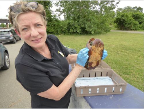 Paula Goldberg, Executive Director of City Wildlife