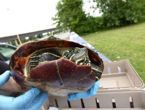 "Cootie" a Red Bellied Cooter Turtle, after Rehabilitation by City Wildlife