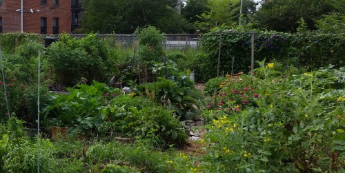 The lushness of King's Court Garden on a drowsy, bee filled morning in mid-August.